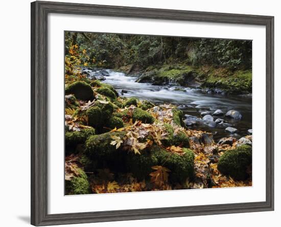 Autumn on the Salmon River, Welches, Oregon, USA-Michel Hersen-Framed Photographic Print