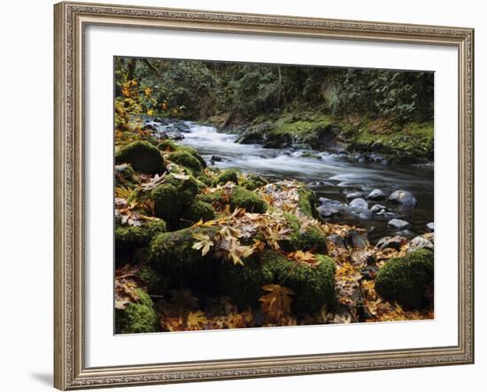 Autumn on the Salmon River, Welches, Oregon, USA-Michel Hersen-Framed Photographic Print