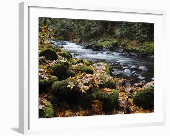 Autumn on the Salmon River, Welches, Oregon, USA-Michel Hersen-Framed Photographic Print