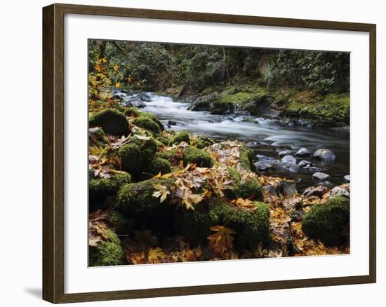 Autumn on the Salmon River, Welches, Oregon, USA-Michel Hersen-Framed Photographic Print