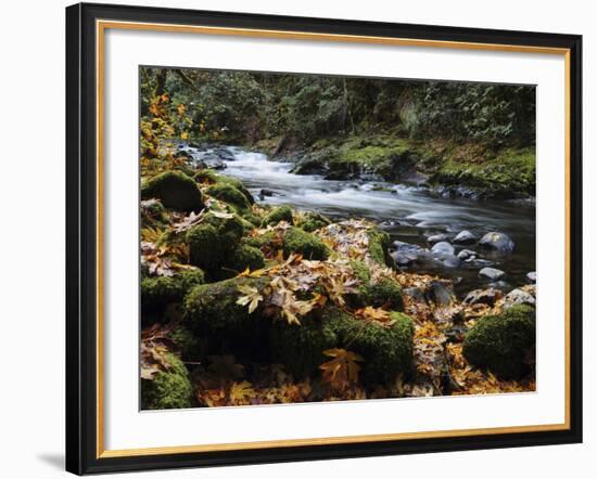 Autumn on the Salmon River, Welches, Oregon, USA-Michel Hersen-Framed Photographic Print