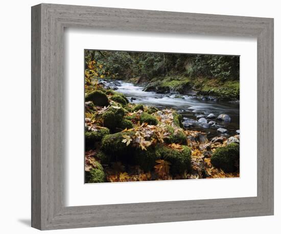 Autumn on the Salmon River, Welches, Oregon, USA-Michel Hersen-Framed Photographic Print