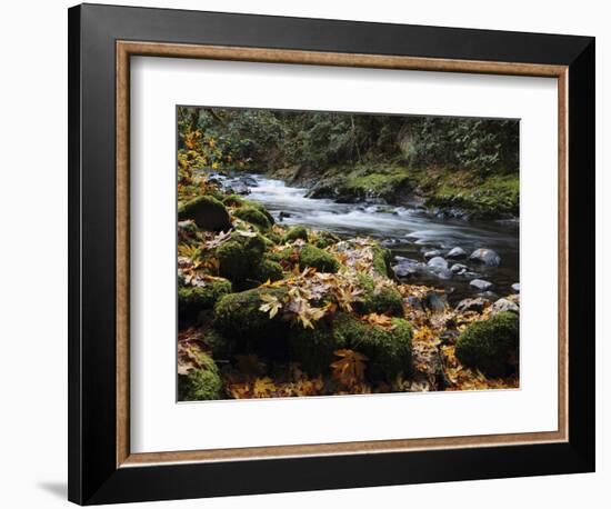 Autumn on the Salmon River, Welches, Oregon, USA-Michel Hersen-Framed Photographic Print