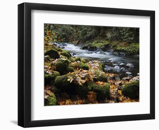 Autumn on the Salmon River, Welches, Oregon, USA-Michel Hersen-Framed Photographic Print