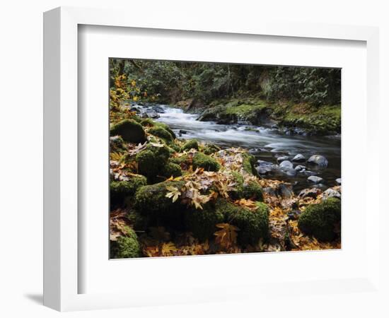 Autumn on the Salmon River, Welches, Oregon, USA-Michel Hersen-Framed Photographic Print