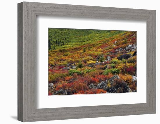 Autumn on the Taiga, Denali National Park, Alaska, USA-Michel Hersen-Framed Photographic Print