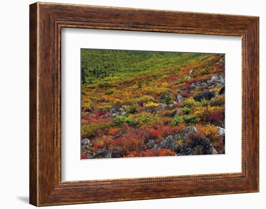 Autumn on the Taiga, Denali National Park, Alaska, USA-Michel Hersen-Framed Photographic Print