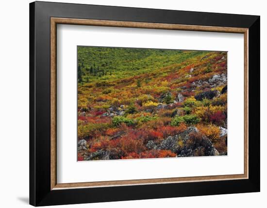 Autumn on the Taiga, Denali National Park, Alaska, USA-Michel Hersen-Framed Photographic Print