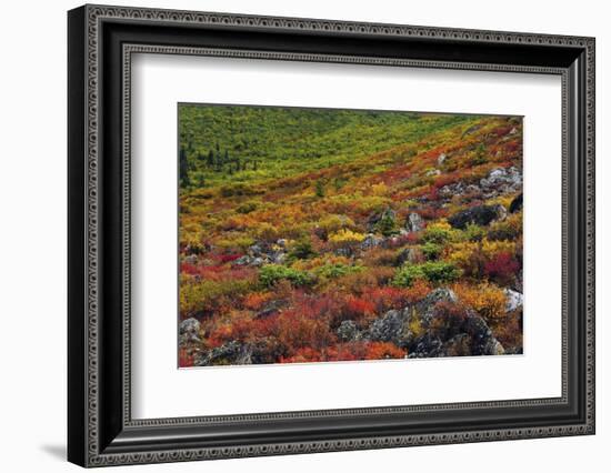 Autumn on the Taiga, Denali National Park, Alaska, USA-Michel Hersen-Framed Photographic Print