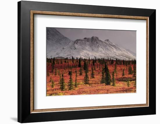 Autumn on the Taiga, Denali National Park, Alaska, USA-Michel Hersen-Framed Photographic Print