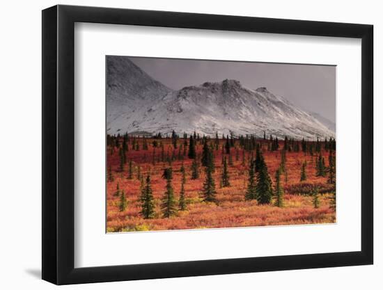 Autumn on the Taiga, Denali National Park, Alaska, USA-Michel Hersen-Framed Photographic Print