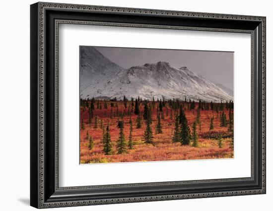 Autumn on the Taiga, Denali National Park, Alaska, USA-Michel Hersen-Framed Photographic Print