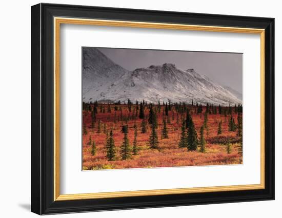 Autumn on the Taiga, Denali National Park, Alaska, USA-Michel Hersen-Framed Photographic Print