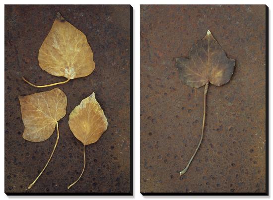 Autumn or Winter Leaves of Ivy (Hedera Helix) on Rust-Den Reader-Stretched Canvas