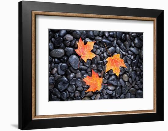 Autumn Orange Maple Leaves-Steve Gadomski-Framed Photographic Print