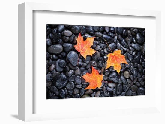 Autumn Orange Maple Leaves-Steve Gadomski-Framed Photographic Print