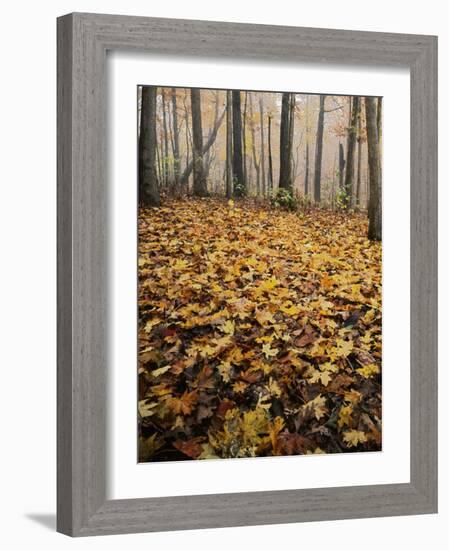 Autumn, Ozark-St. Francis National Forest, Arkansas, USA-Charles Gurche-Framed Photographic Print