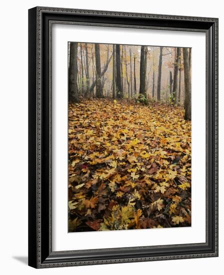 Autumn, Ozark-St. Francis National Forest, Arkansas, USA-Charles Gurche-Framed Photographic Print