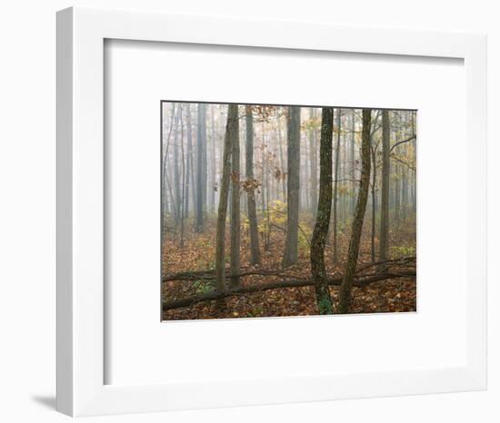 Autumn, Ozark-St. Francis National Forest, Arkansas, USA-Charles Gurche-Framed Photographic Print