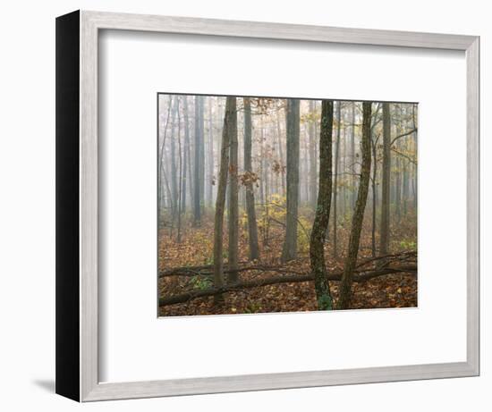 Autumn, Ozark-St. Francis National Forest, Arkansas, USA-Charles Gurche-Framed Photographic Print