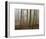 Autumn, Ozark-St. Francis National Forest, Arkansas, USA-Charles Gurche-Framed Photographic Print