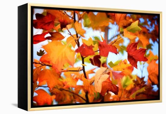 Autumn Paintography-Philippe Sainte-Laudy-Framed Premier Image Canvas