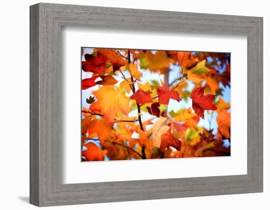 Autumn Paintography-Philippe Sainte-Laudy-Framed Photographic Print