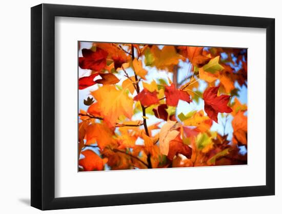 Autumn Paintography-Philippe Sainte-Laudy-Framed Photographic Print