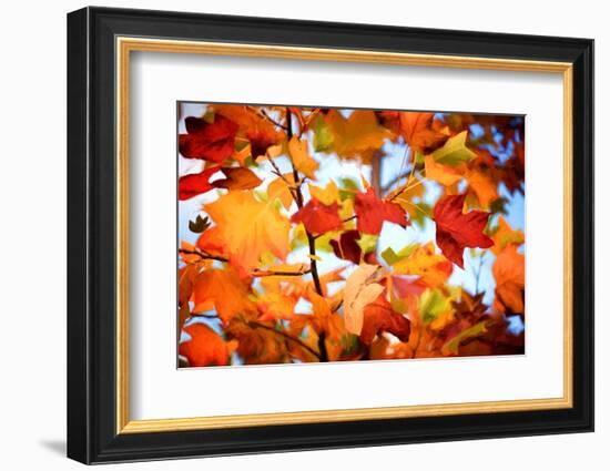 Autumn Paintography-Philippe Sainte-Laudy-Framed Photographic Print