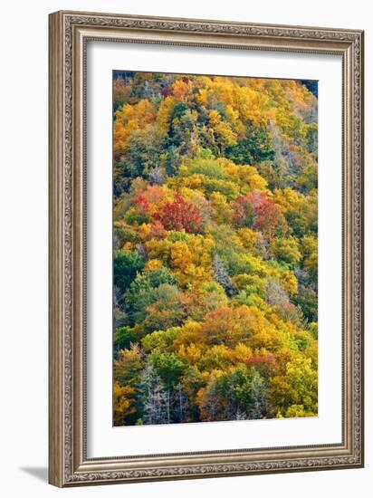 Autumn Palette-Steve Gadomski-Framed Photographic Print