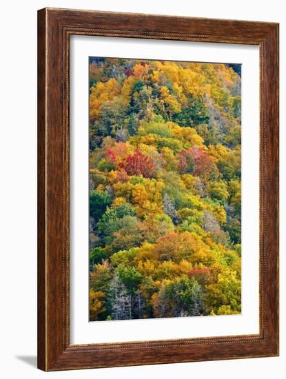 Autumn Palette-Steve Gadomski-Framed Photographic Print