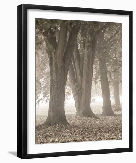 Autumn Path - Detail I-Assaf Frank-Framed Giclee Print
