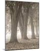 Autumn Path - Detail I-Assaf Frank-Mounted Giclee Print