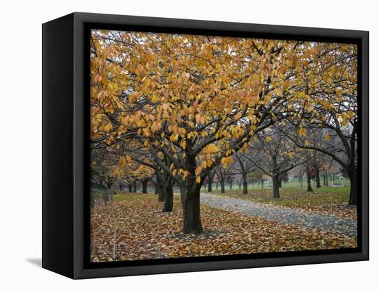 Autumn Path I-Nicole Katano-Framed Stretched Canvas