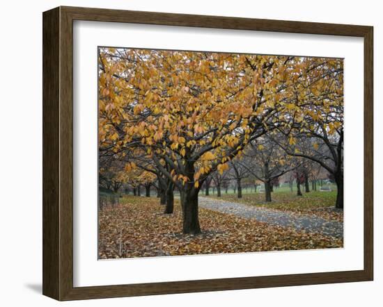 Autumn Path I-Nicole Katano-Framed Photo