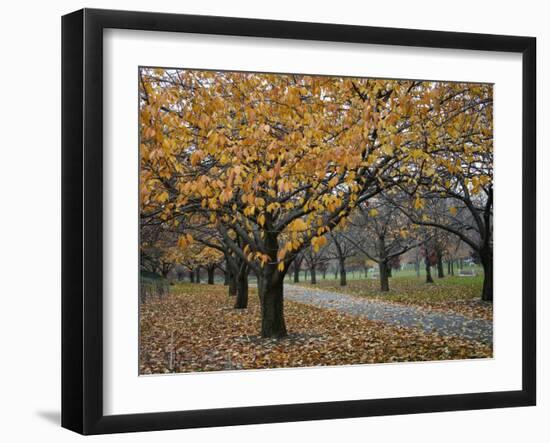 Autumn Path I-Nicole Katano-Framed Photo