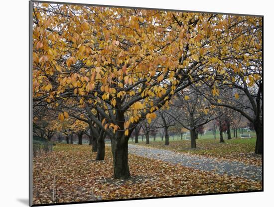 Autumn Path I-Nicole Katano-Mounted Photo