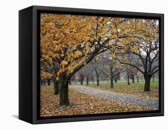 Autumn Path II-Nicole Katano-Framed Stretched Canvas