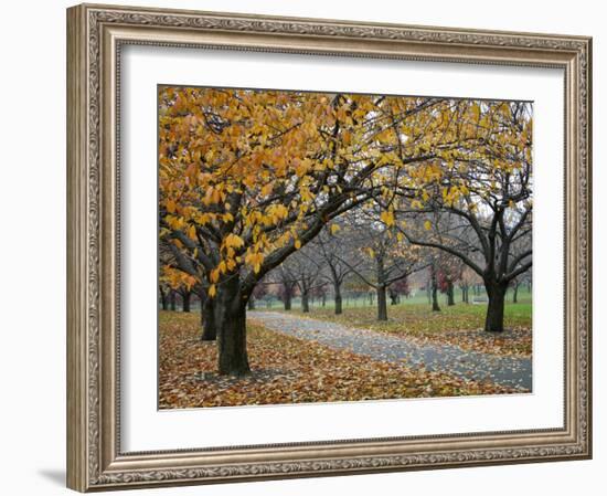 Autumn Path II-Nicole Katano-Framed Photo