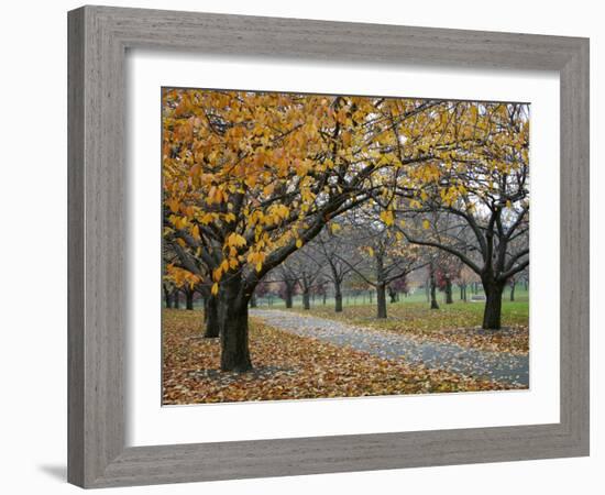 Autumn Path II-Nicole Katano-Framed Photo