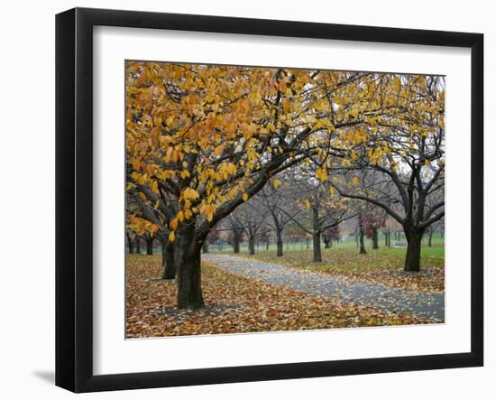 Autumn Path II-Nicole Katano-Framed Photo