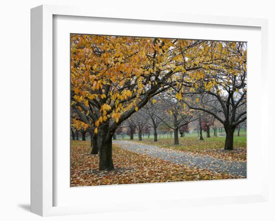 Autumn Path II-Nicole Katano-Framed Photo