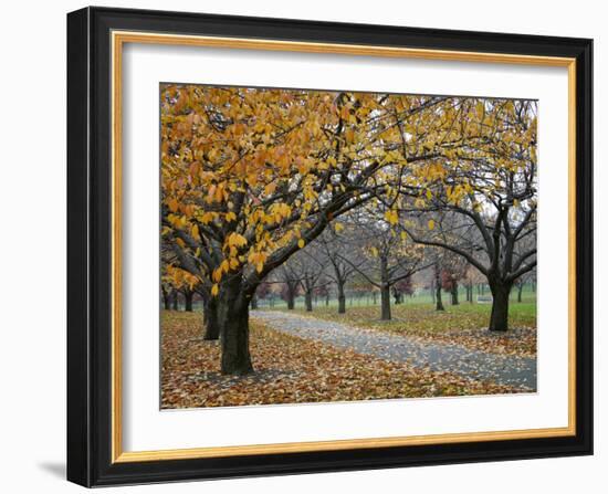 Autumn Path II-Nicole Katano-Framed Photo