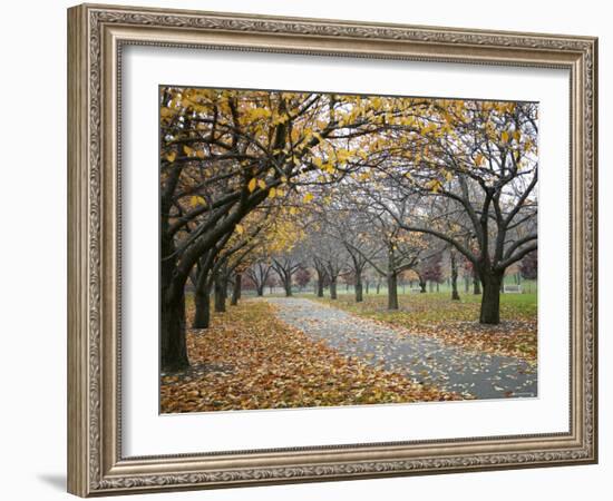 Autumn Path III-Nicole Katano-Framed Photo