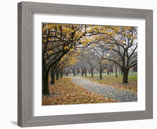 Autumn Path III-Nicole Katano-Framed Photo