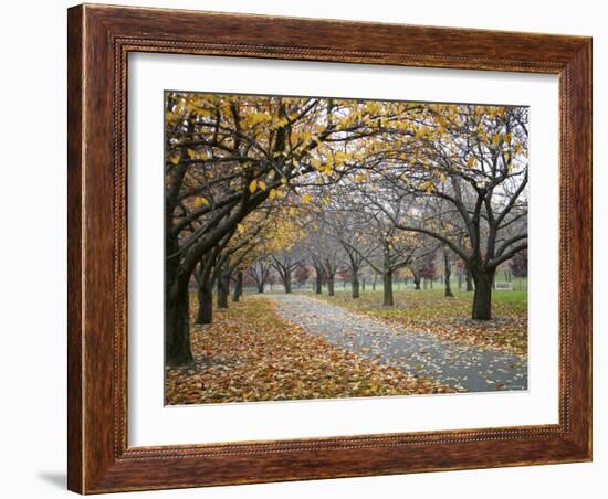 Autumn Path III-Nicole Katano-Framed Photo