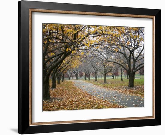 Autumn Path III-Nicole Katano-Framed Photo