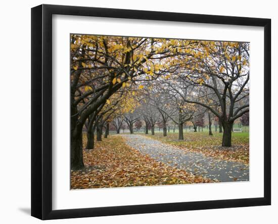 Autumn Path III-Nicole Katano-Framed Photo