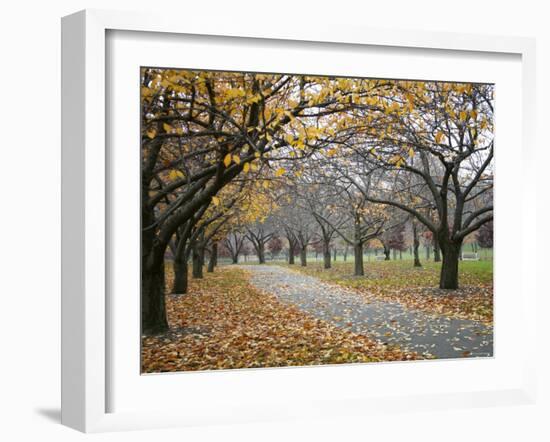 Autumn Path III-Nicole Katano-Framed Photo