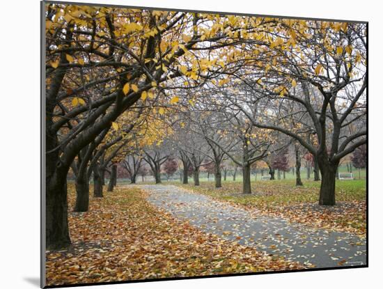 Autumn Path III-Nicole Katano-Mounted Photo